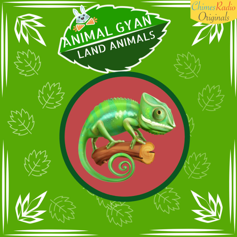 Chameleon, Animal Encyclopedia For Kids, Land Animals