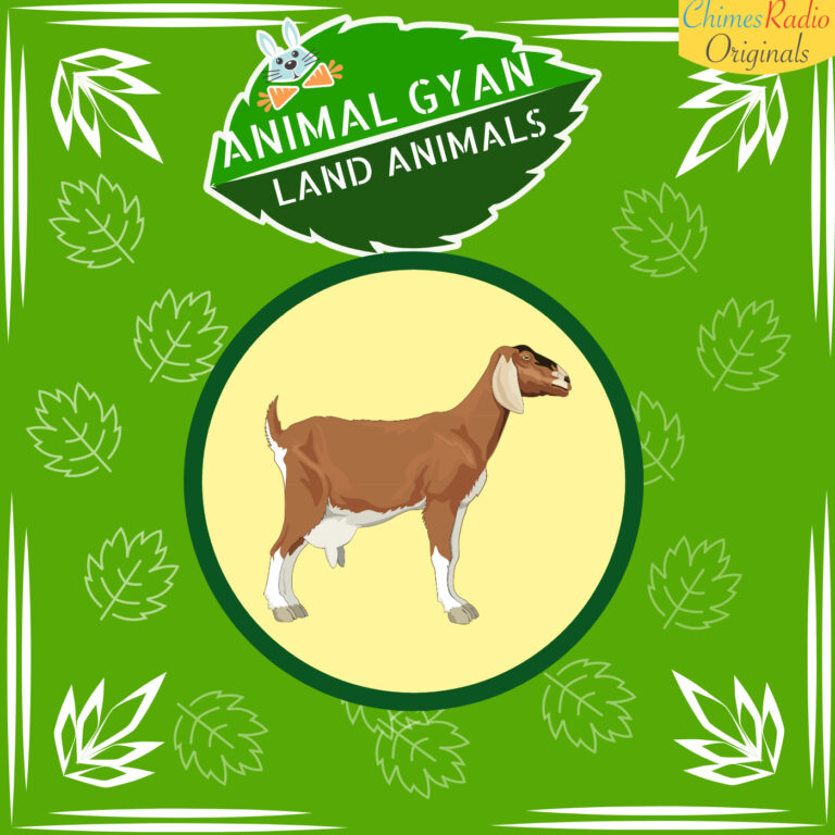 Goat, Animal Encyclopedia For Kids, Land Animals