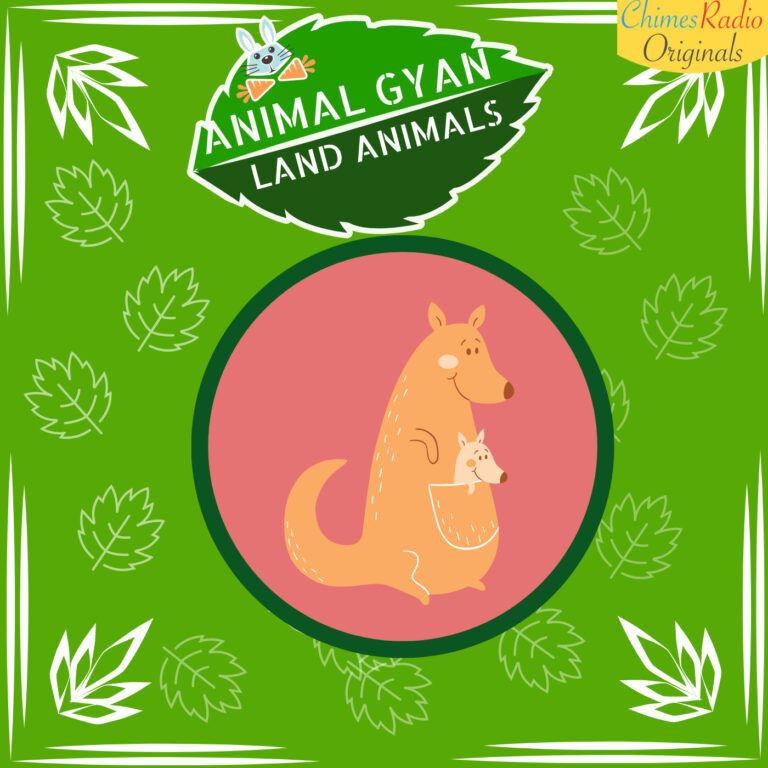Kangaroo, Animal Encyclopedia For Kids, Land Animals