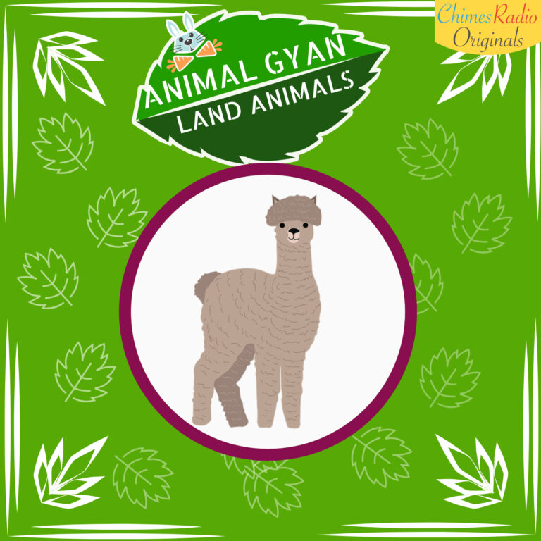 LLAMA, Animal Encyclopedia For Kids, Land Animals