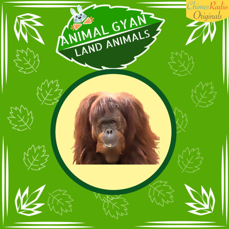 Orangutan, Animal Encyclopedia For Kids, Land Animals