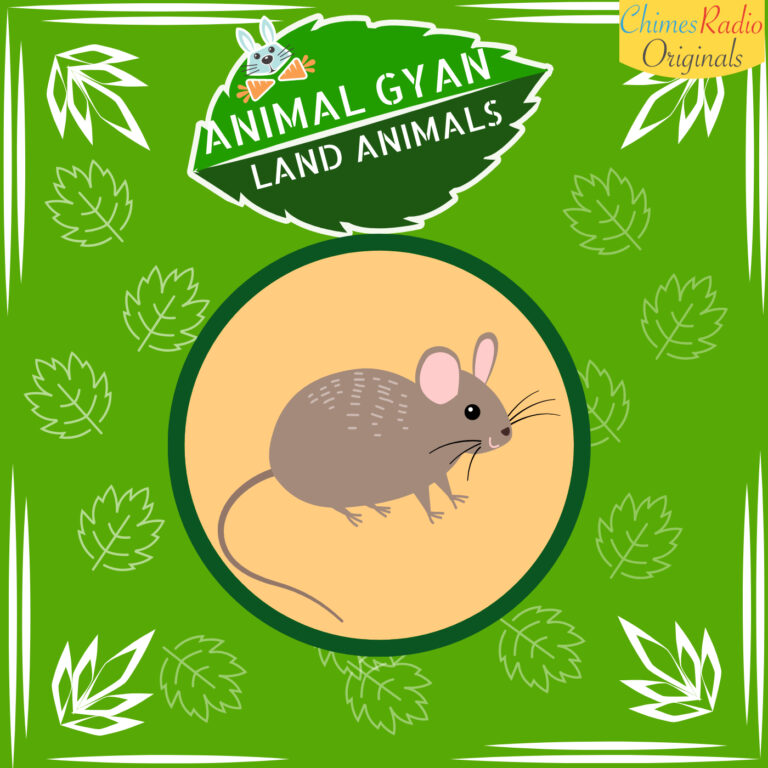Rats, Animal Encyclopedia For Kids