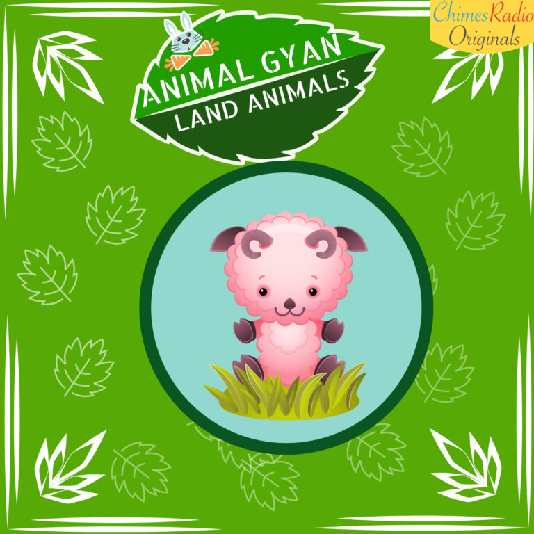 Sheep, Animal Encyclopedia For Kids, Land Animals