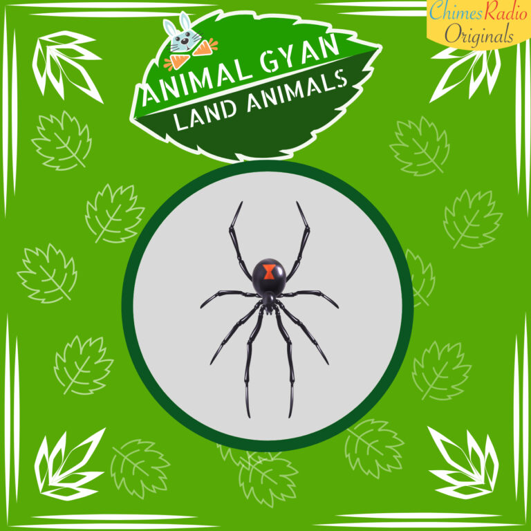 Spider, Animal Encyclopedia For Kids, Land Animals