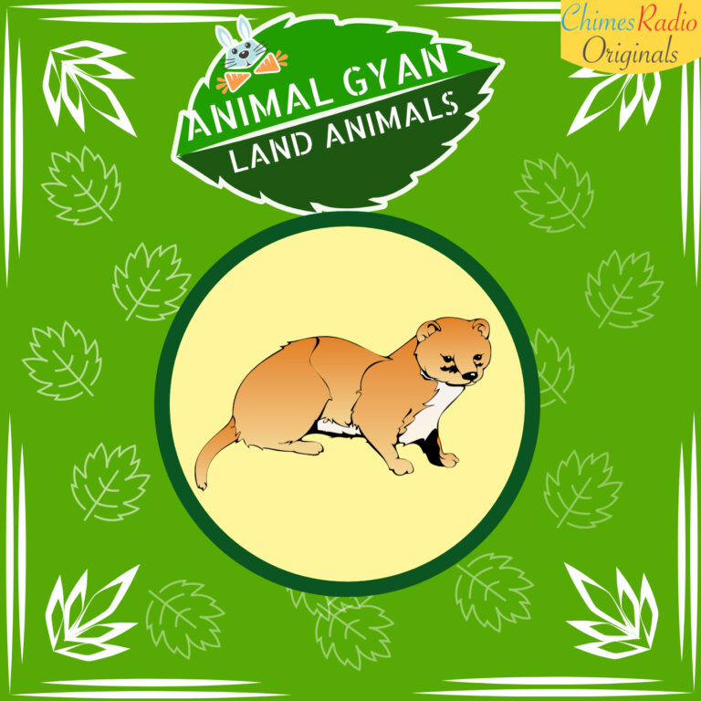 Weasel, Animal Encyclopedia For Kids, Land Animals