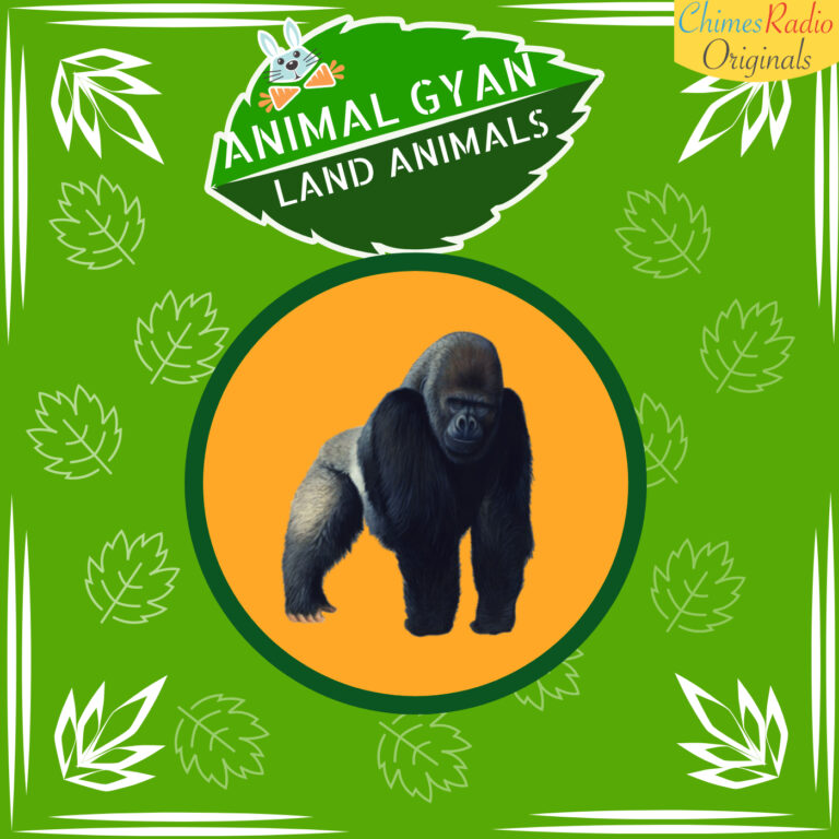 Gorilla, Animal Encyclopedia For Kids, Land Animals