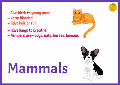 Best Animal Encyclopedia For Kids | Types Of Animals